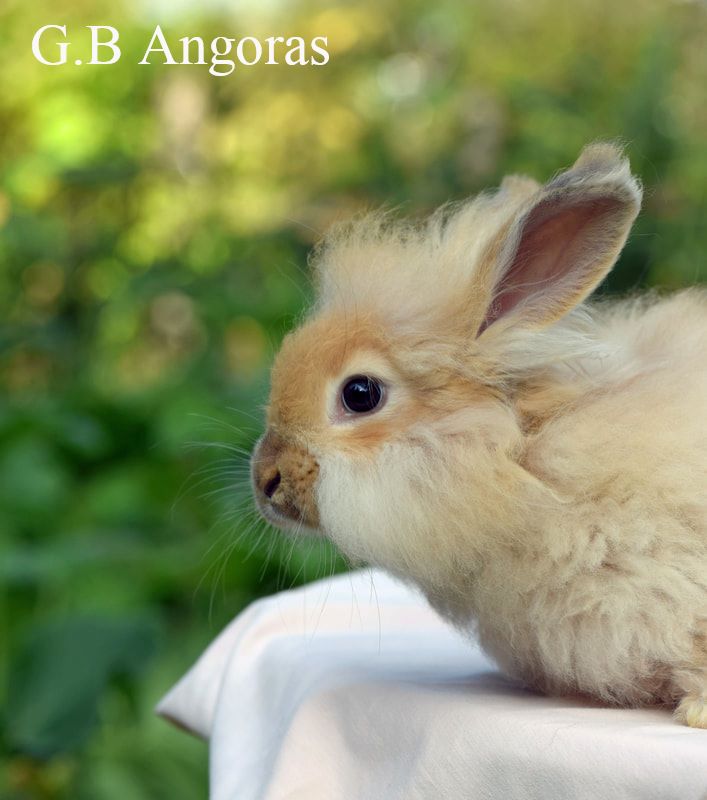 Angora Rabbits - Trickle Creek Mercantile